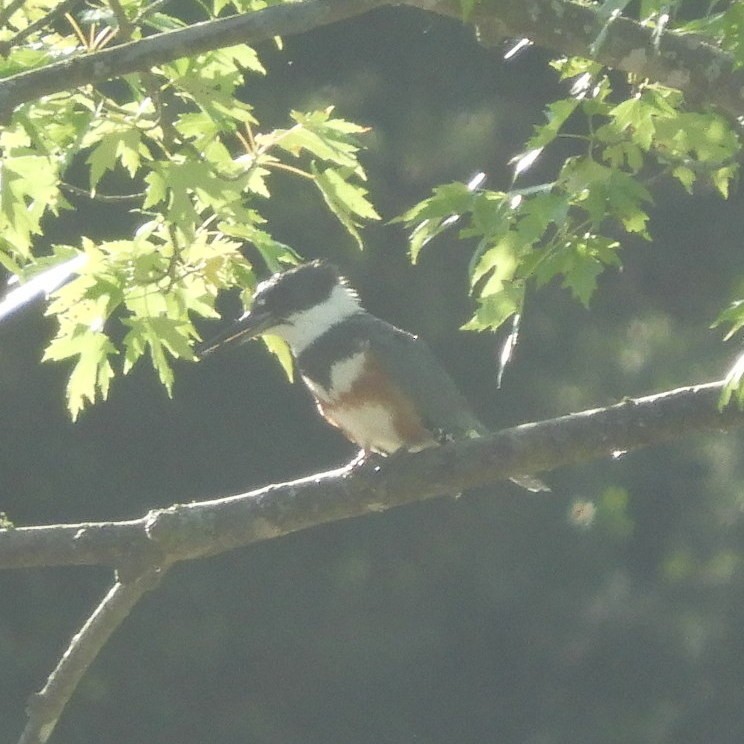 Belted Kingfisher - ML620421032
