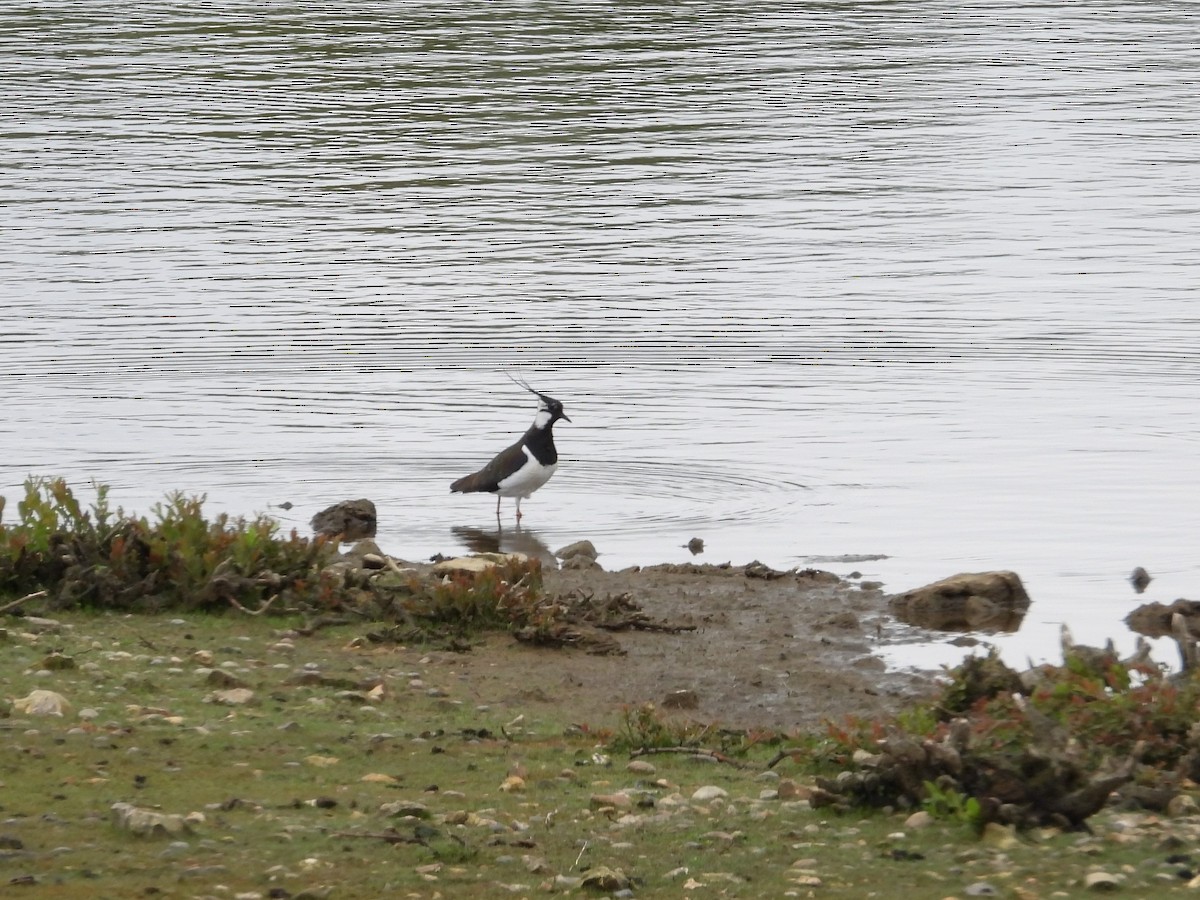 Northern Lapwing - ML620421033