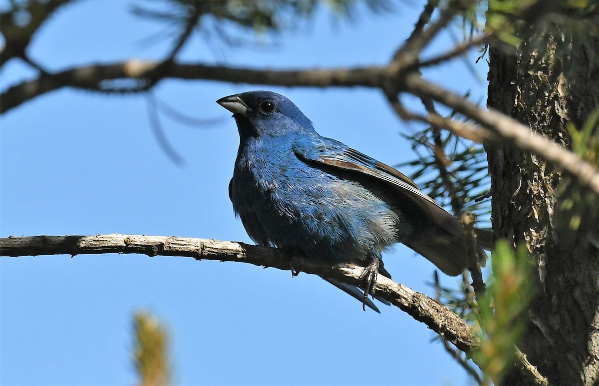 Indigo Bunting - ML620421036