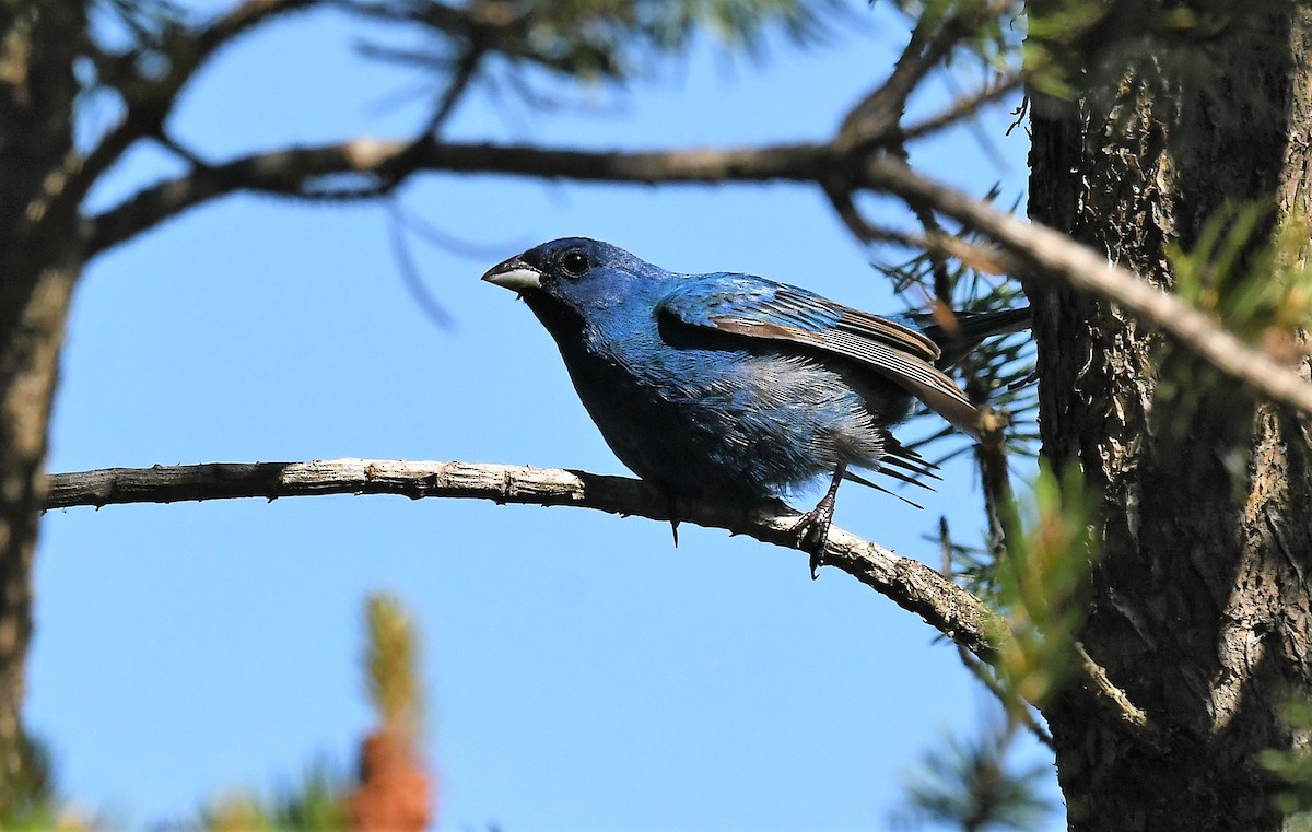 Indigo Bunting - ML620421038