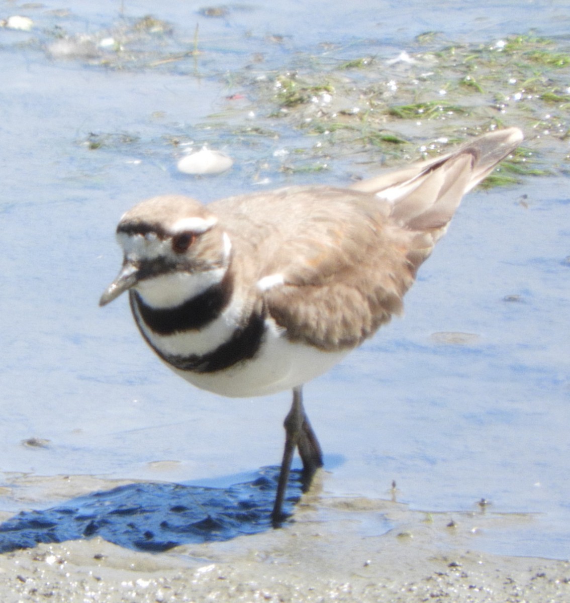 Killdeer - ML620421045