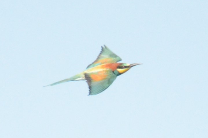 European Bee-eater - ML620421049