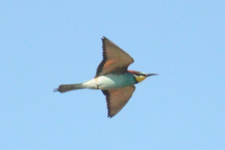European Bee-eater - ML620421050