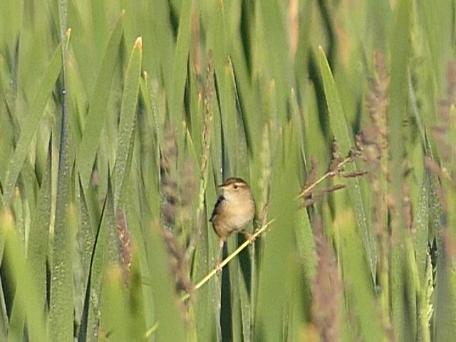 Sedge Wren - ML620421052