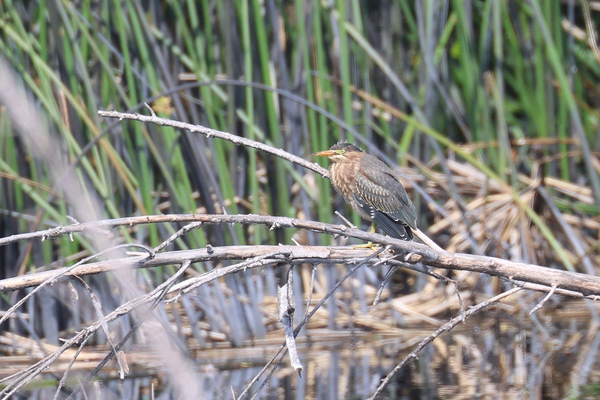 Green Heron - ML620421065