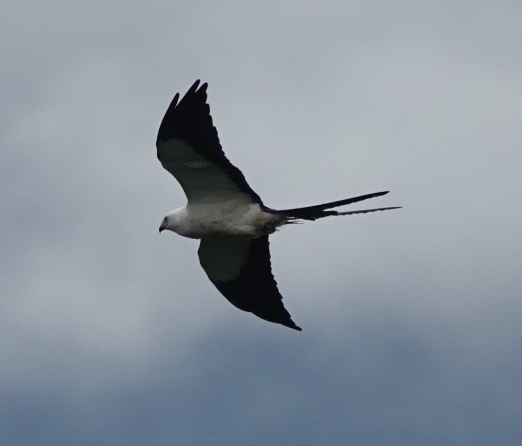 Swallow-tailed Kite - ML620421066