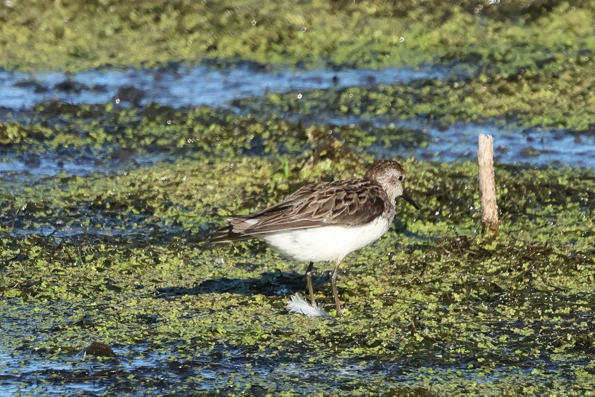 Semipalmated Sandpiper - ML620421069