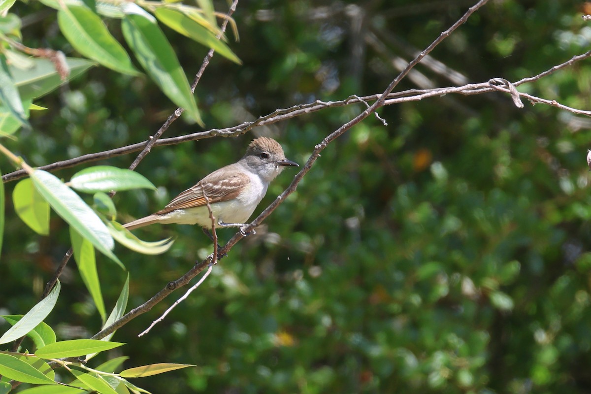 Ash-throated Flycatcher - ML620421070