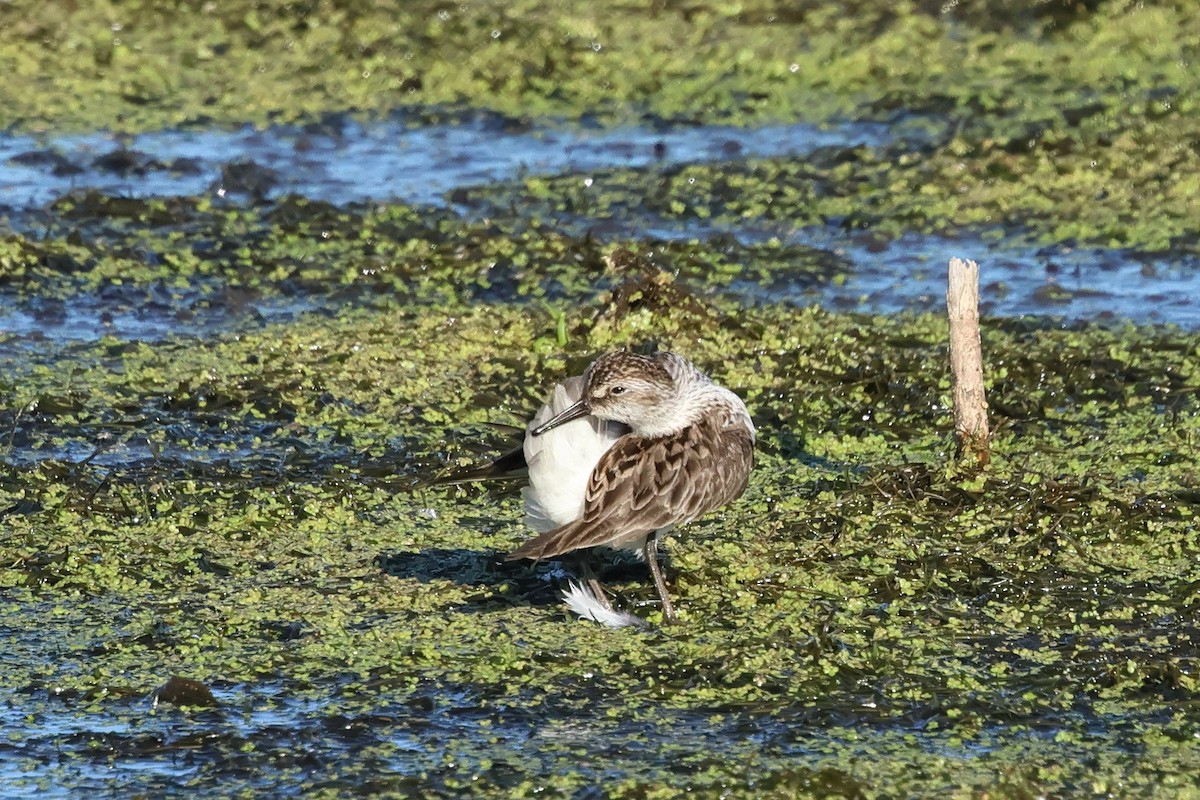 Semipalmated Sandpiper - ML620421073