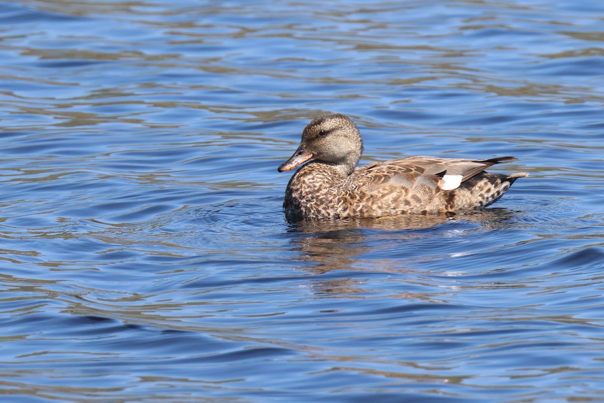 Canard chipeau - ML620421075