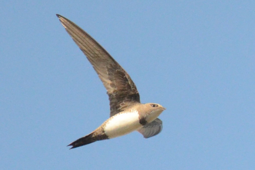 Alpine Swift - ML620421076