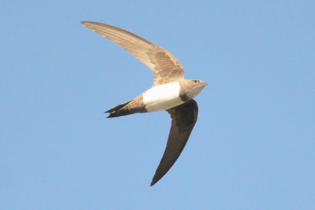 Alpine Swift - ML620421077