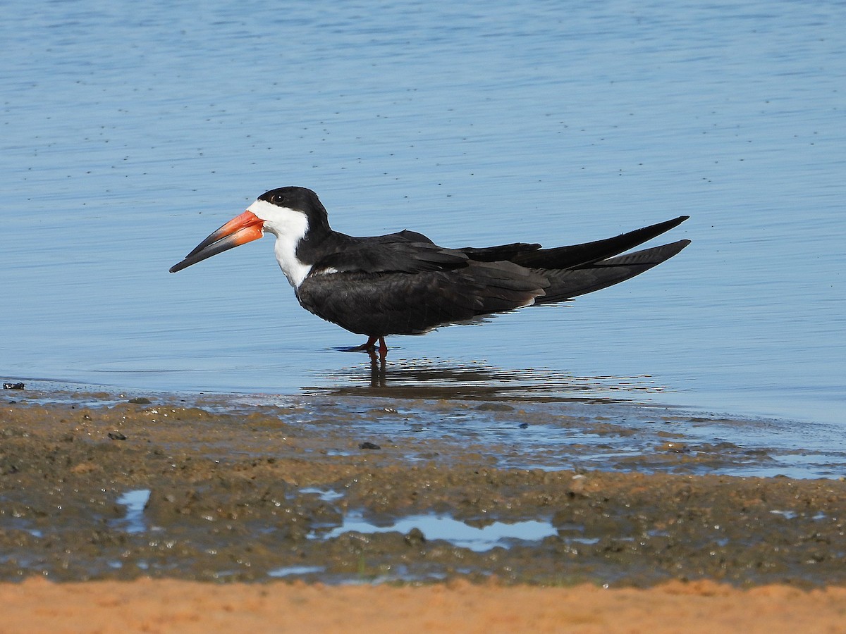 Black Skimmer - ML620421080