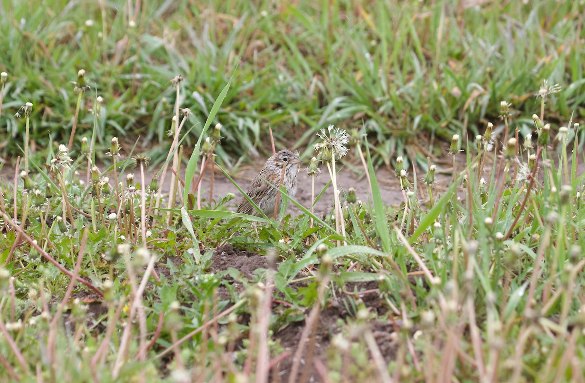 Vesper Sparrow - ML620421081