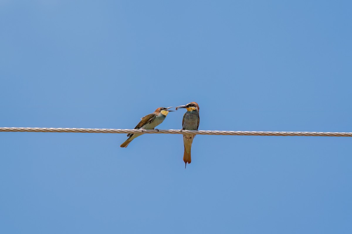European Bee-eater - ML620421084