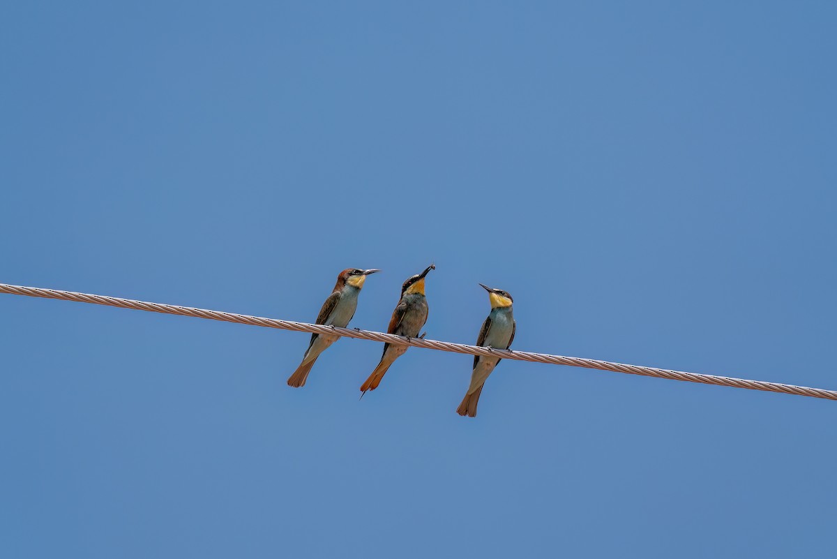 European Bee-eater - ML620421086
