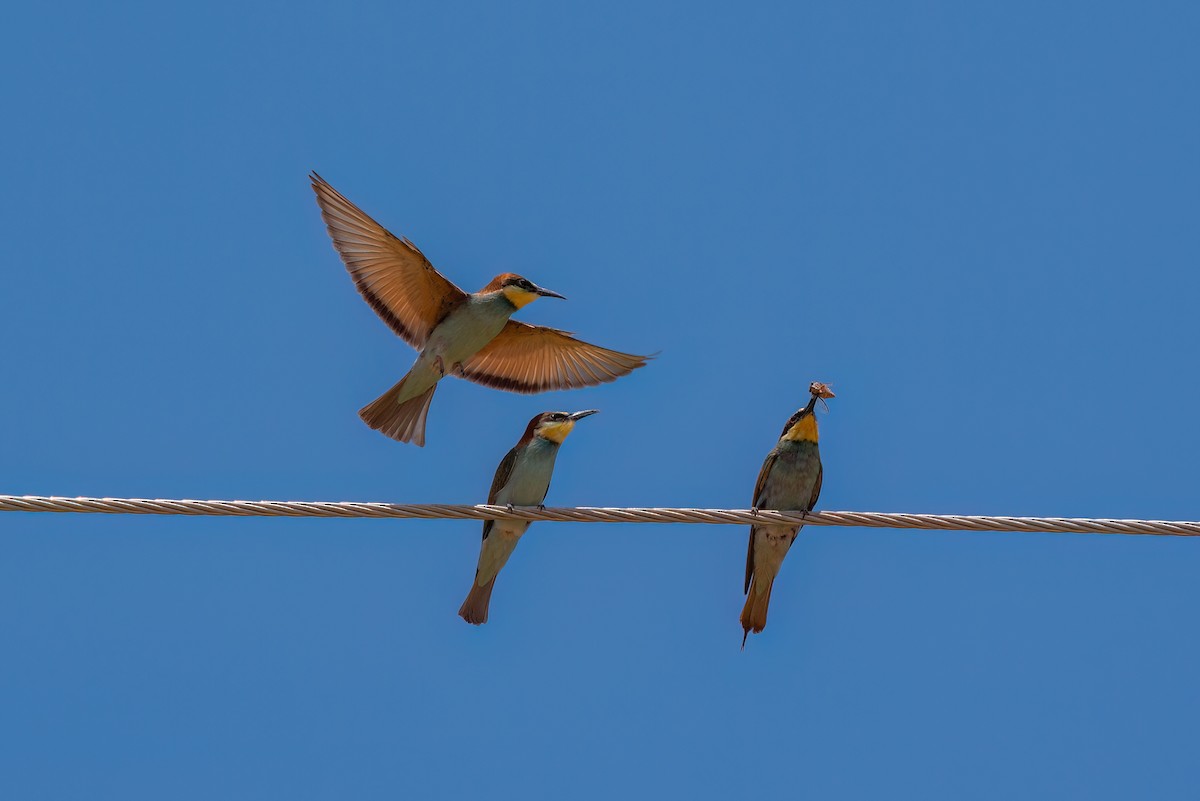 European Bee-eater - ML620421087
