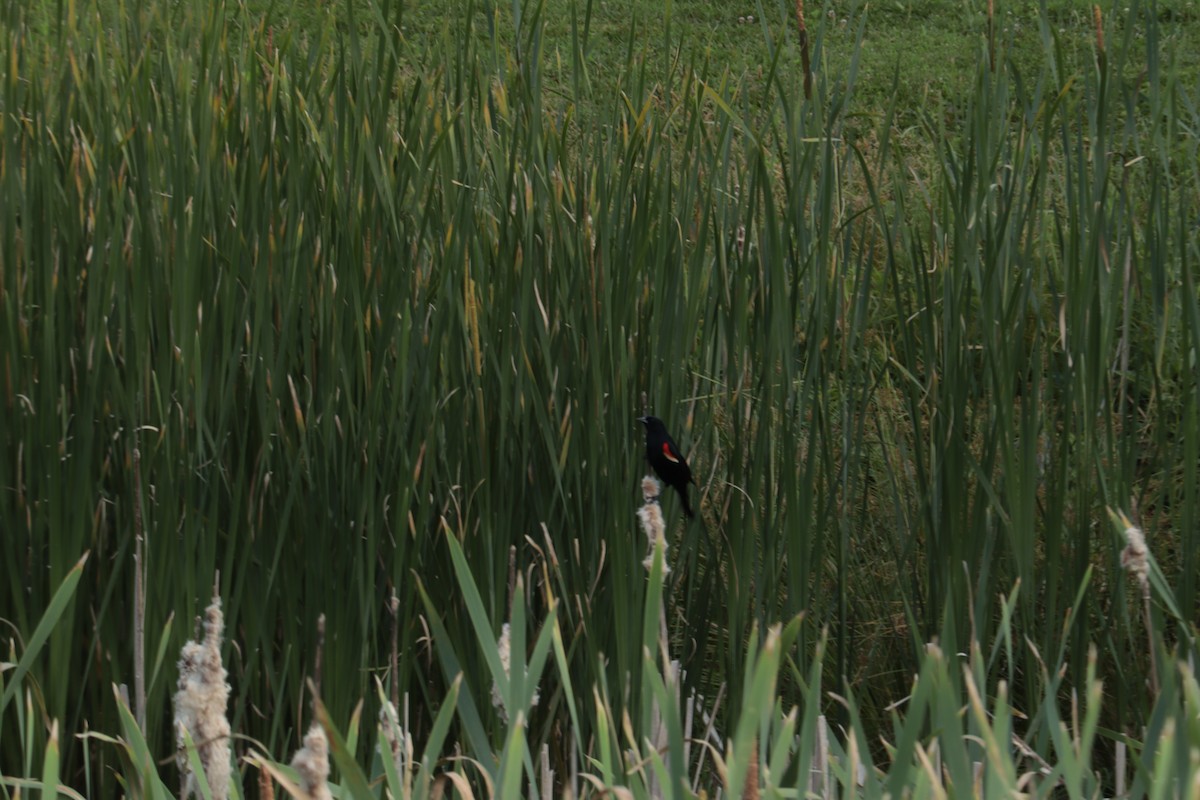 Red-winged Blackbird - ML620421092