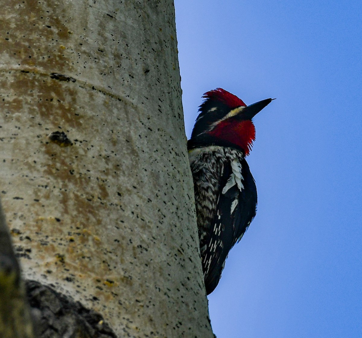 Red-naped Sapsucker - ML620421096