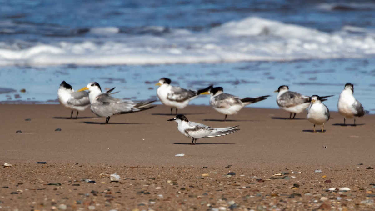 White-fronted Tern - ML620421102
