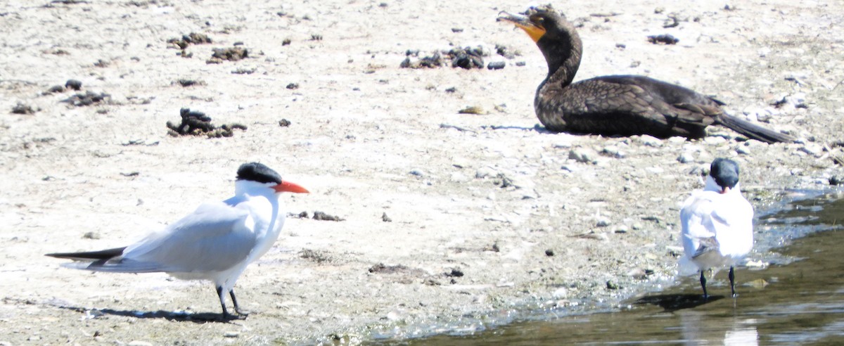 Caspian Tern - ML620421115