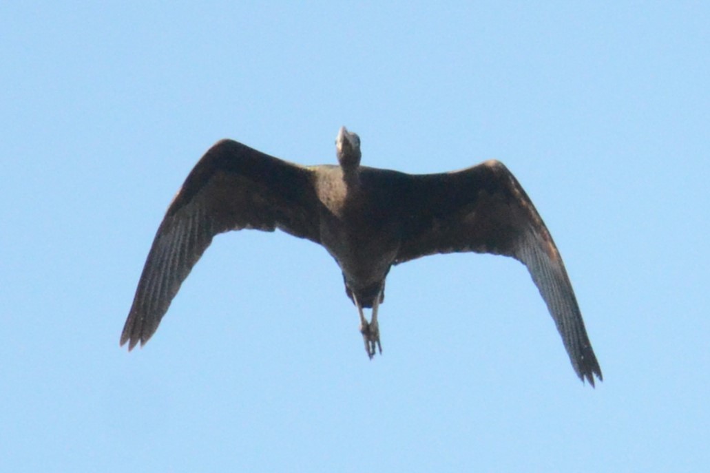 ibis hnědý - ML620421118