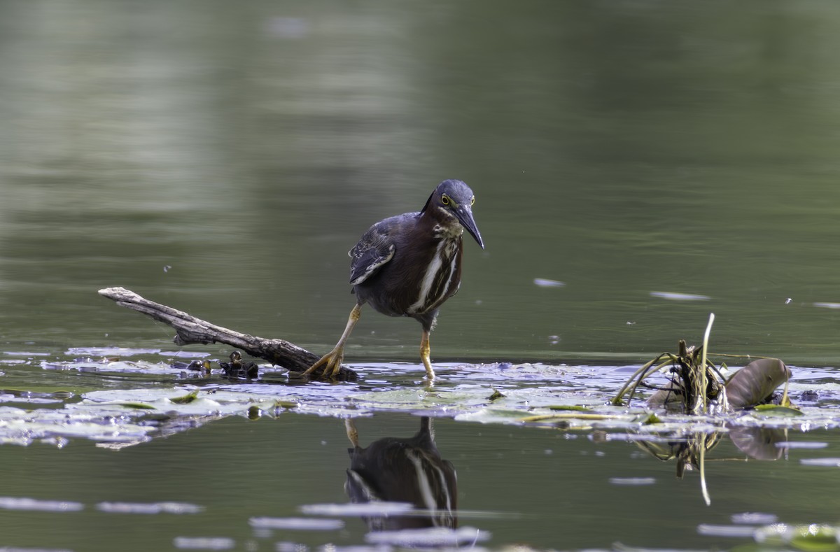 Green Heron - ML620421119