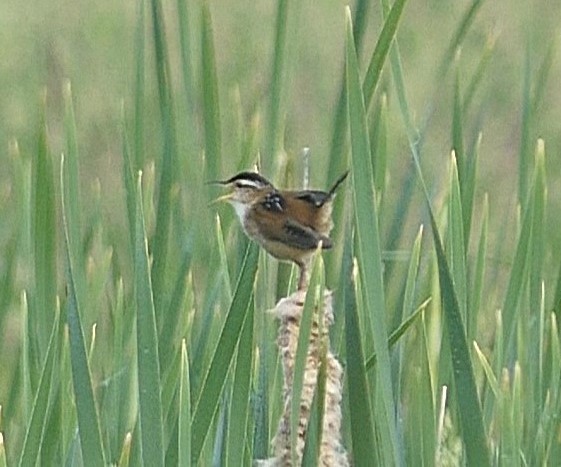 Marsh Wren - ML620421145