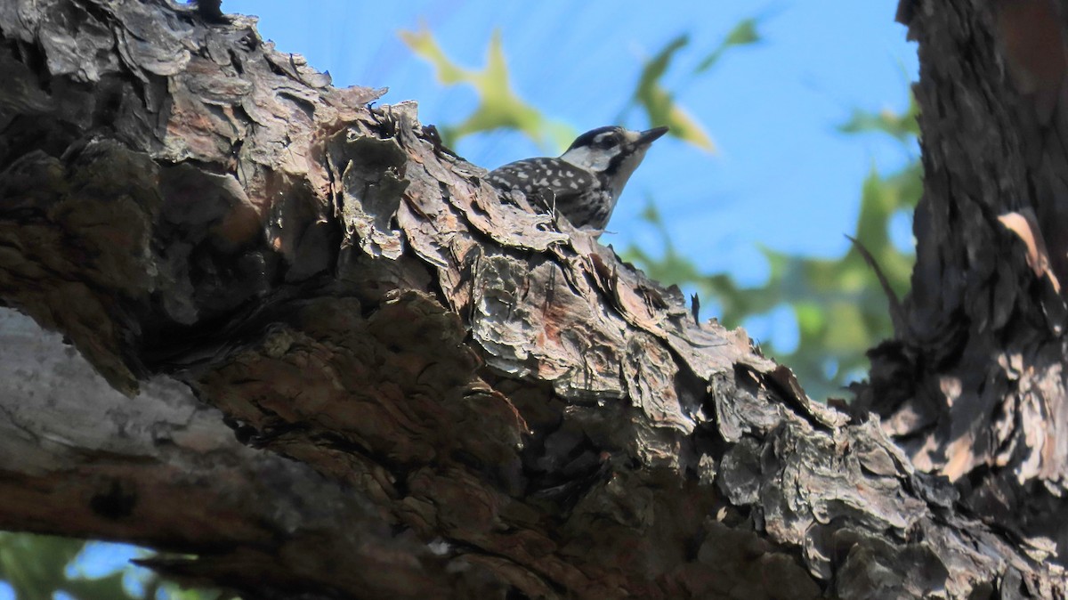 Red-cockaded Woodpecker - ML620421152