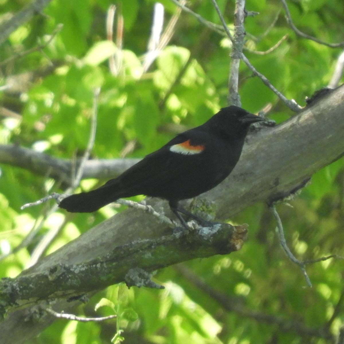 Red-winged Blackbird - ML620421155