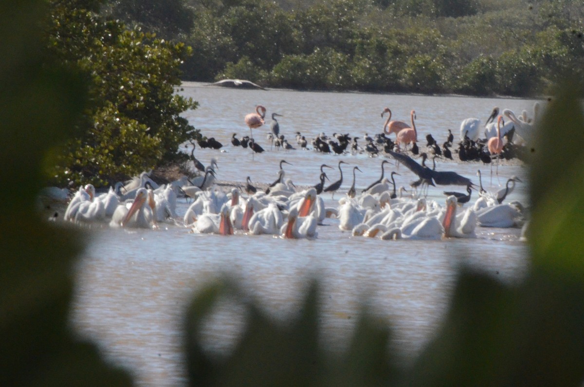 American White Pelican - ML620421156