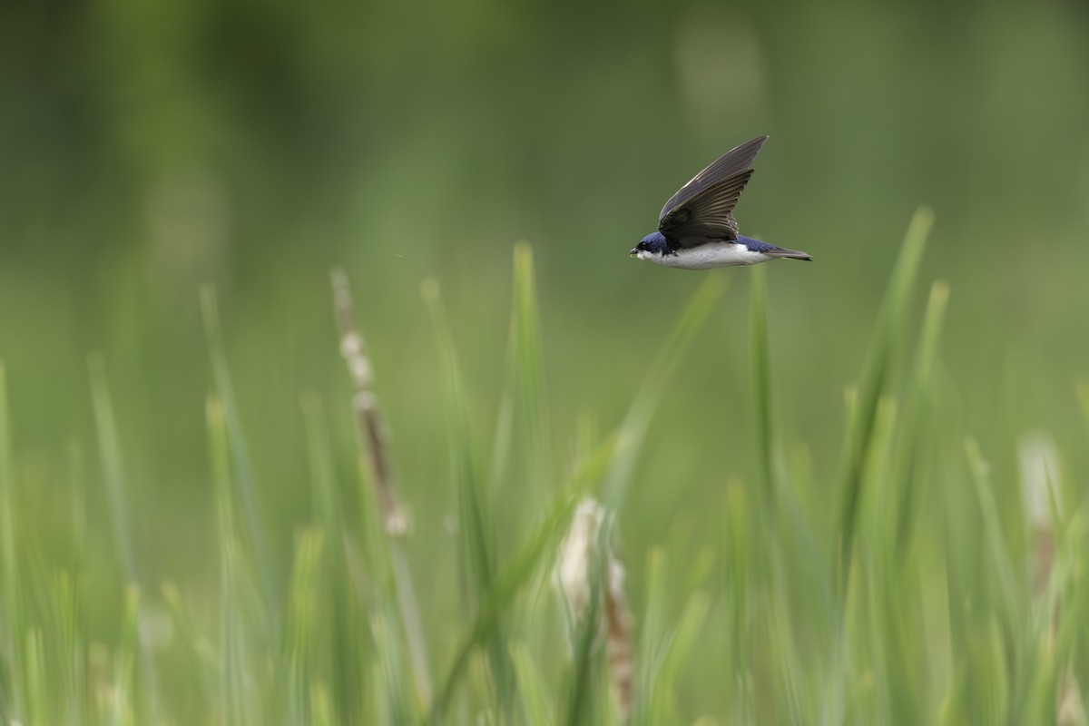 Golondrina Bicolor - ML620421179