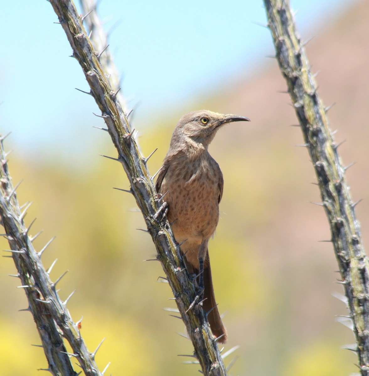 Curve-billed Thrasher - ML620421184