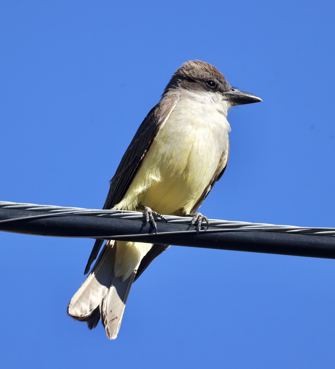 Thick-billed Kingbird - ML620421196