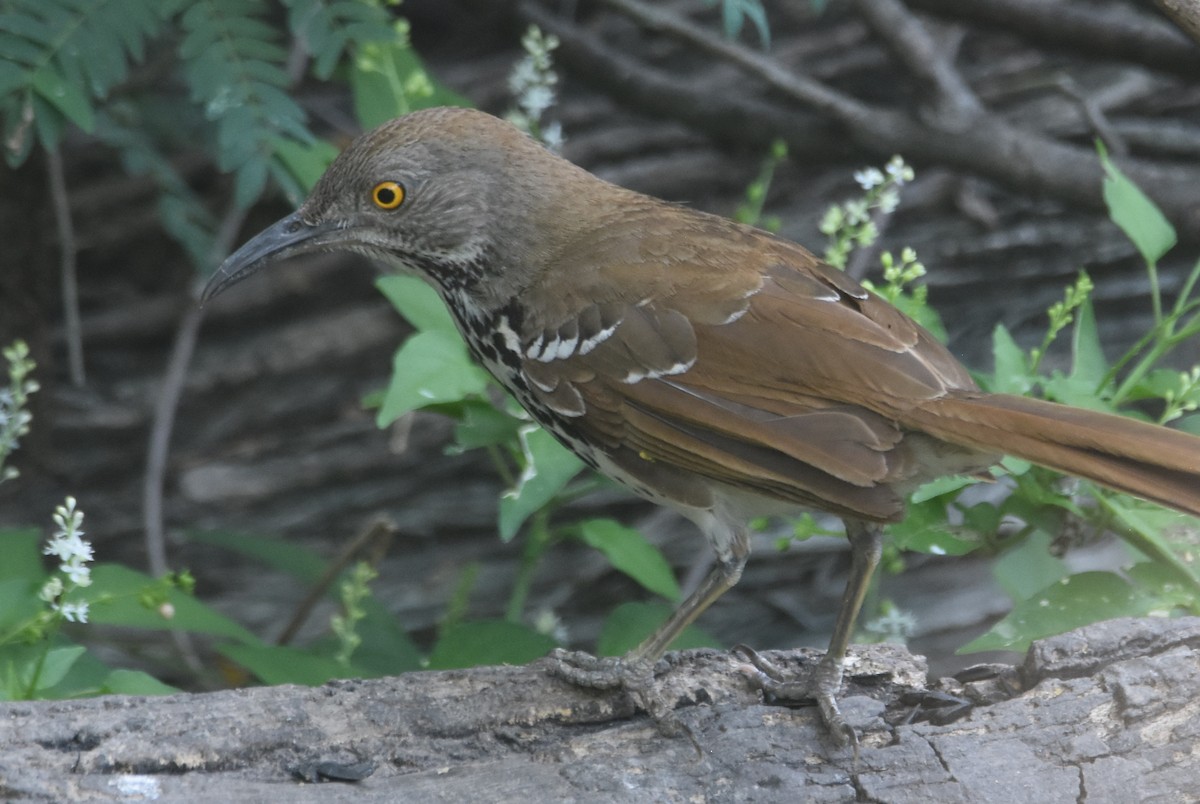 Long-billed Thrasher - ML620421219