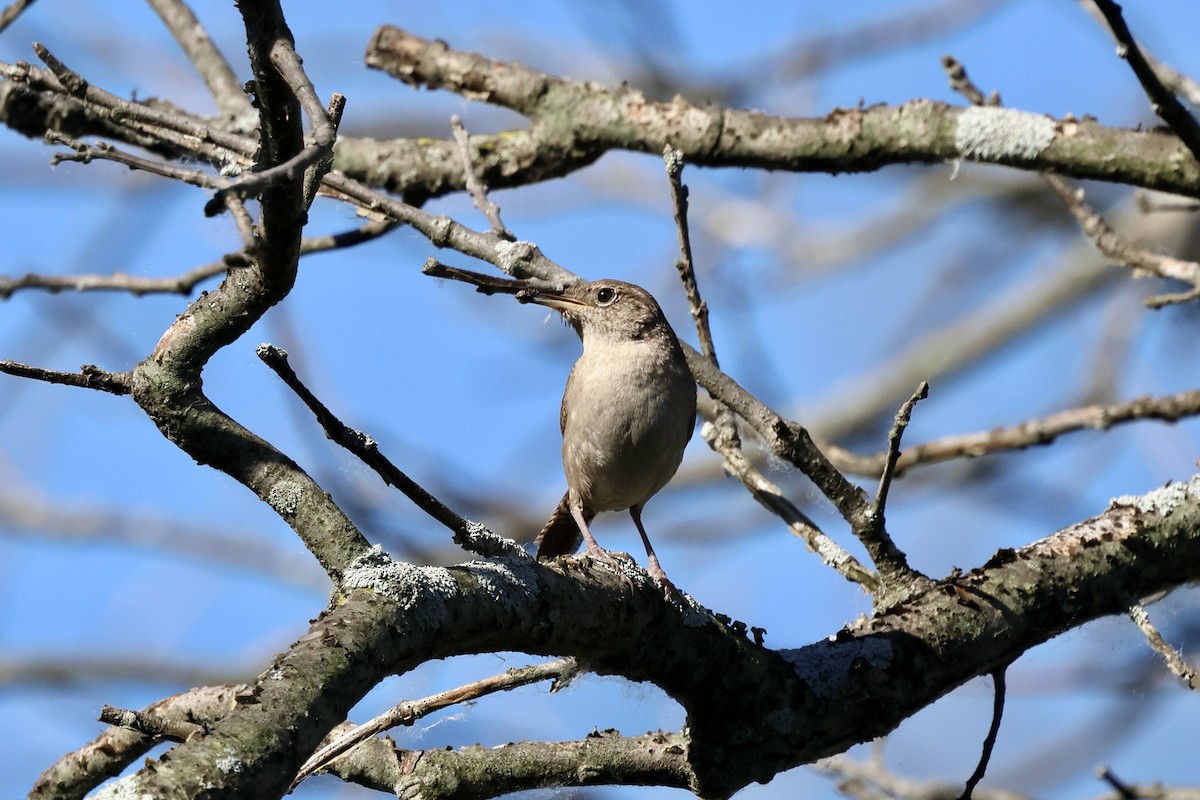 House Wren - ML620421220