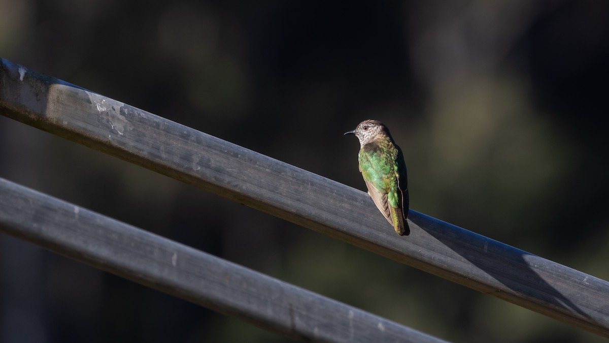 Shining Bronze-Cuckoo (Shining) - ML620421221