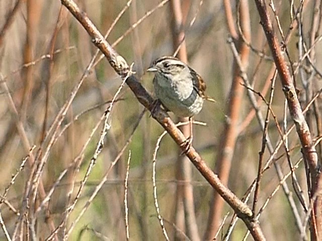 Swamp Sparrow - ML620421224
