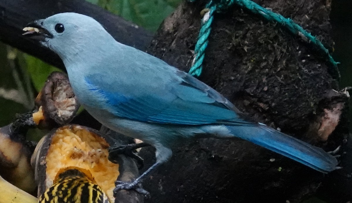 Blue-gray Tanager - ML620421230