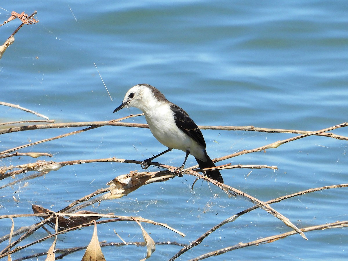 Black-backed Water-Tyrant - ML620421232