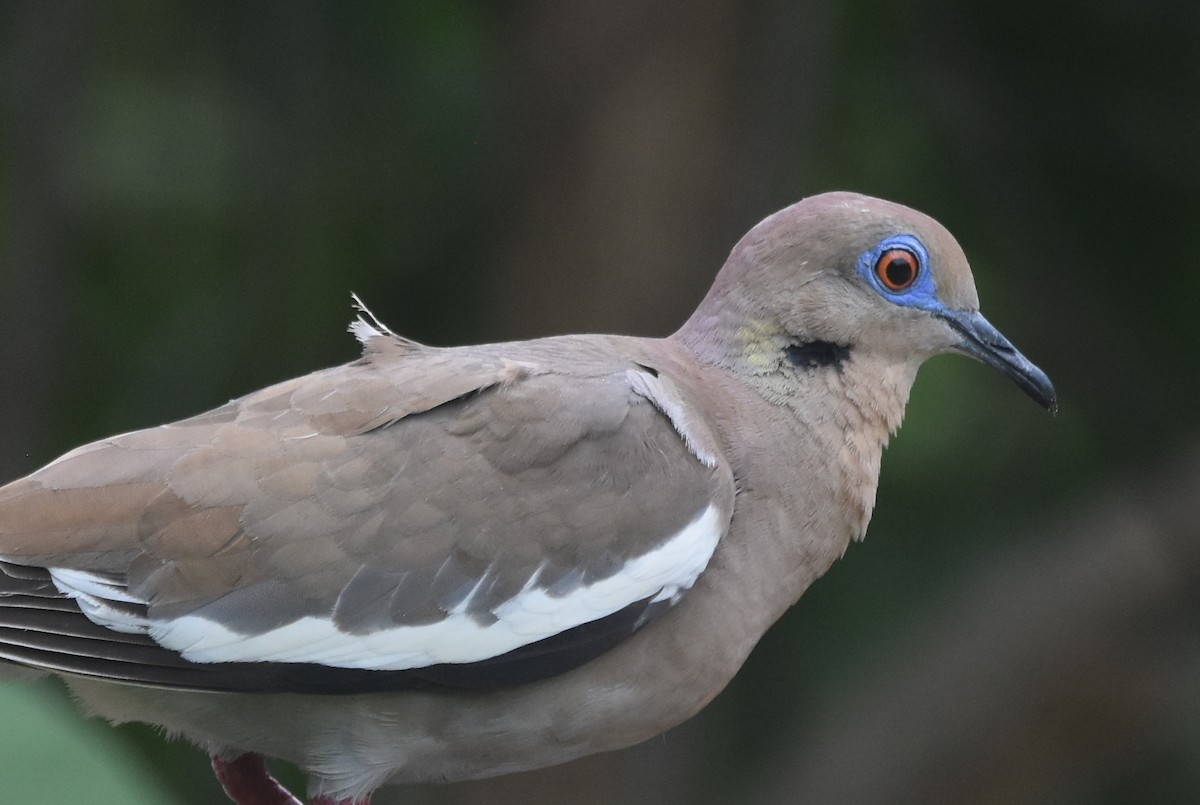 White-winged Dove - ML620421236
