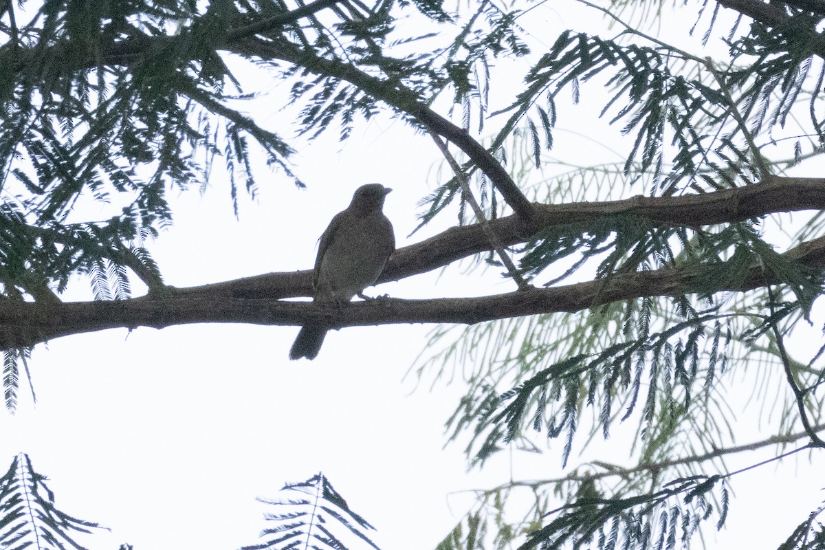 Black-billed Thrush - ML620421254