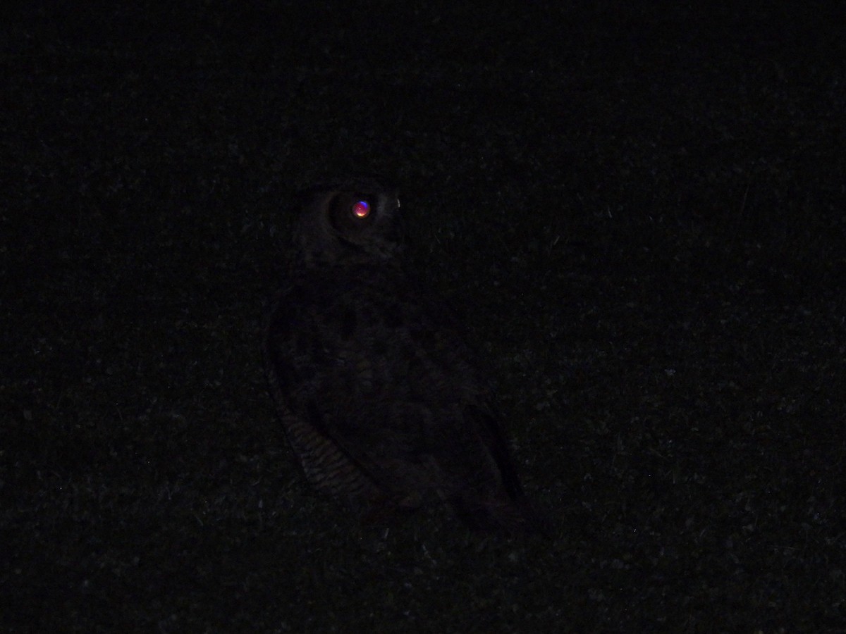 Great Horned Owl - ML620421255