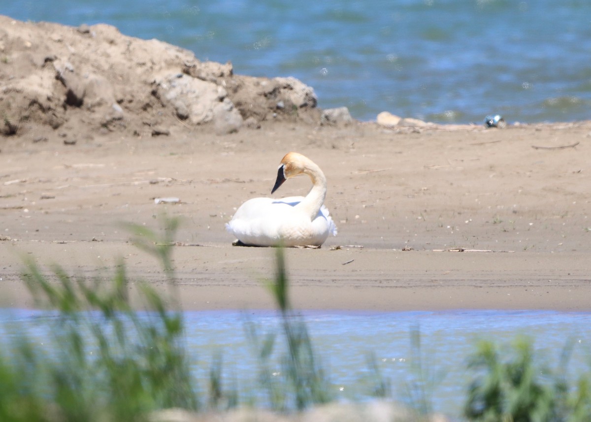 Trumpeter Swan - ML620421257