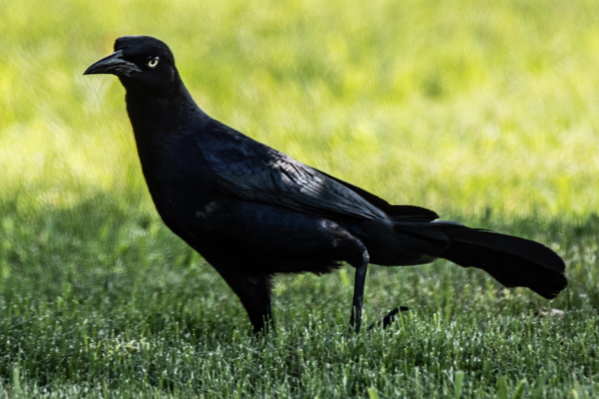 Great-tailed Grackle - ML620421258