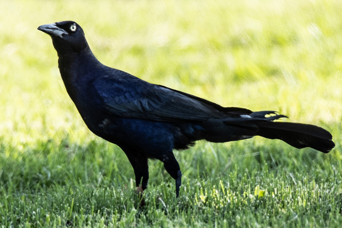 Great-tailed Grackle - ML620421263