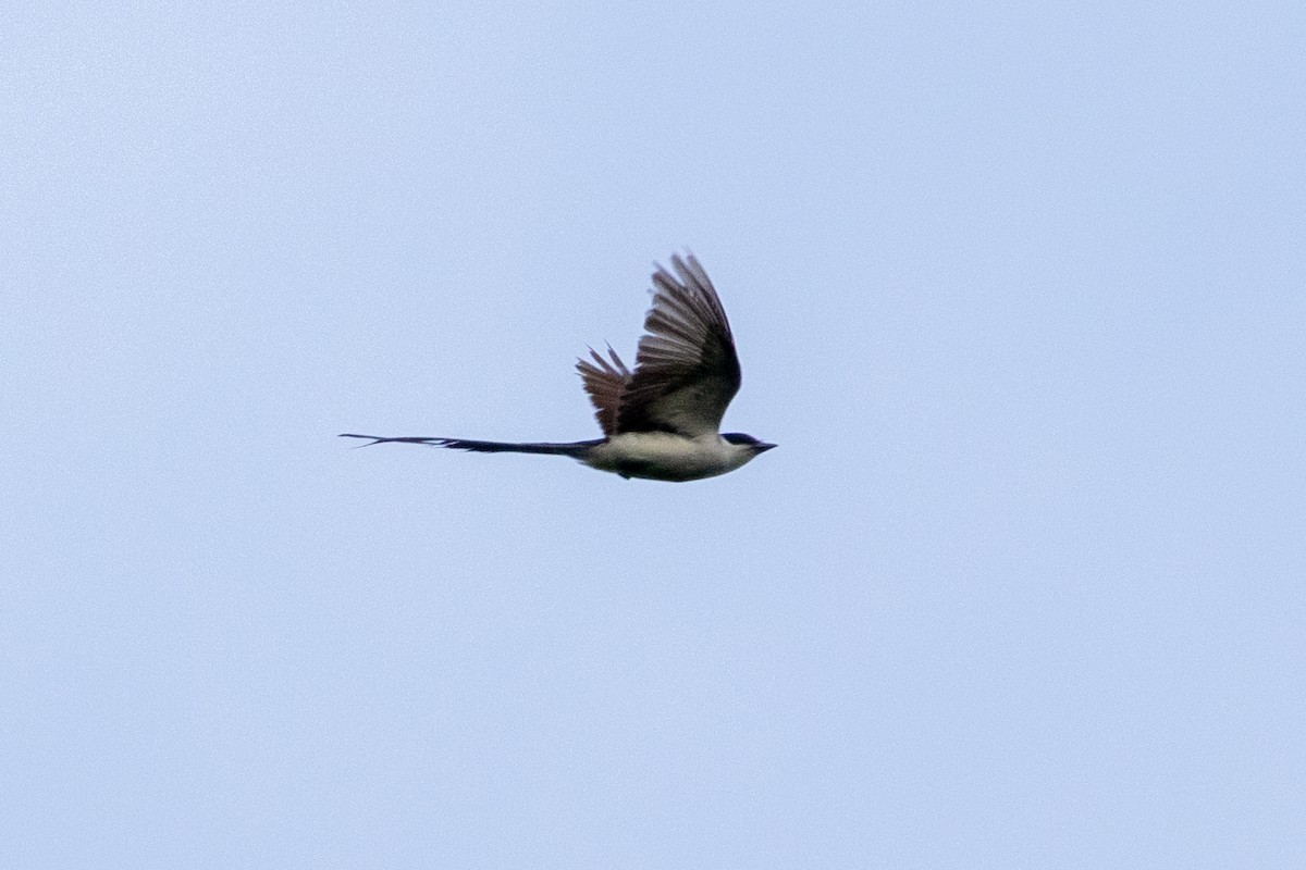 Fork-tailed Flycatcher (savana) - ML620421268