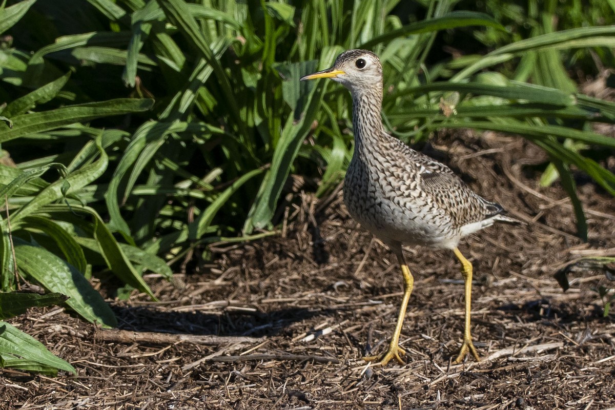 Upland Sandpiper - ML620421274