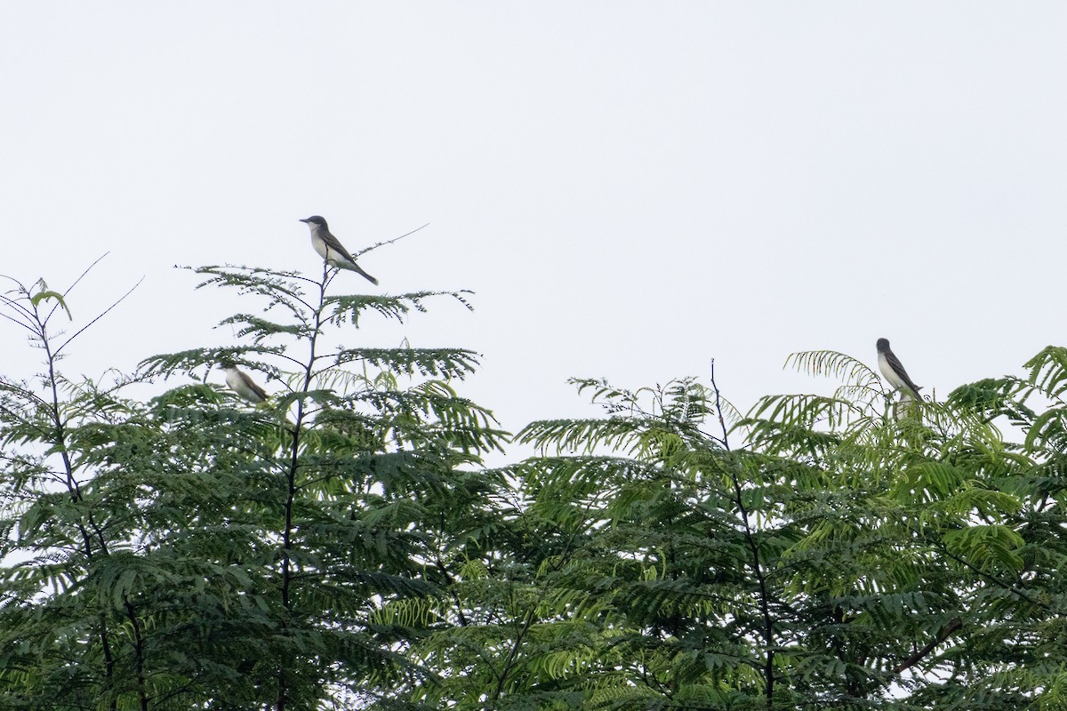 Eastern Kingbird - ML620421275