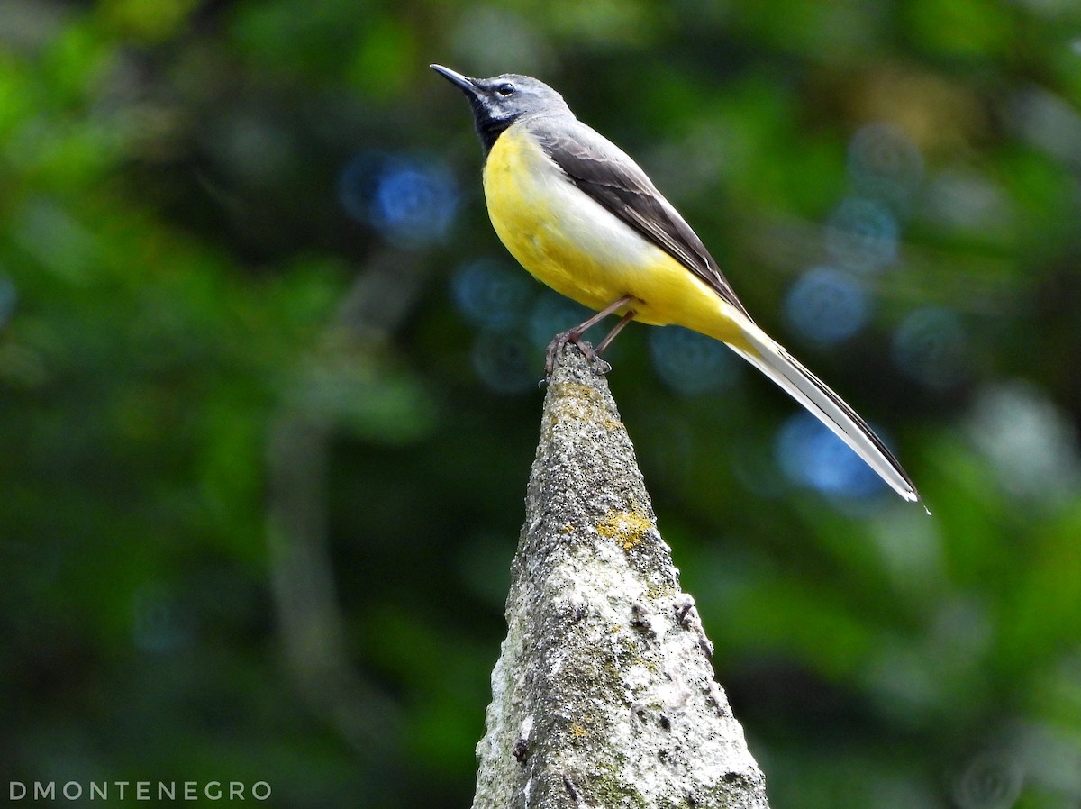 Gray Wagtail - ML620421276